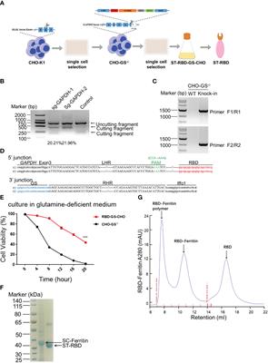 Pam2CSK4-adjuvanted SARS-CoV-2 RBD nanoparticle vaccine induces robust humoral and cellular immune responses